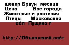 шевер Браун 2месяца › Цена ­ 200 - Все города Животные и растения » Птицы   . Московская обл.,Пущино г.